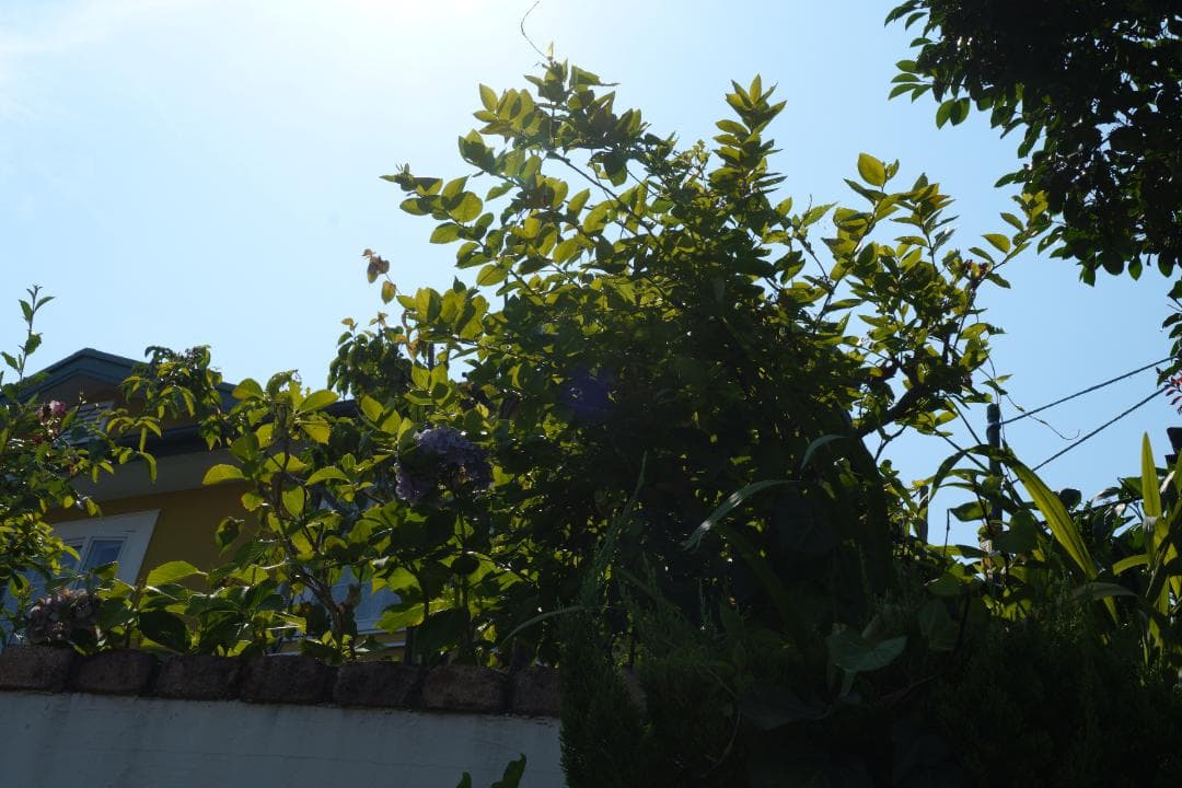 綺麗 Panasonic LUMIX S 24-105mm F4