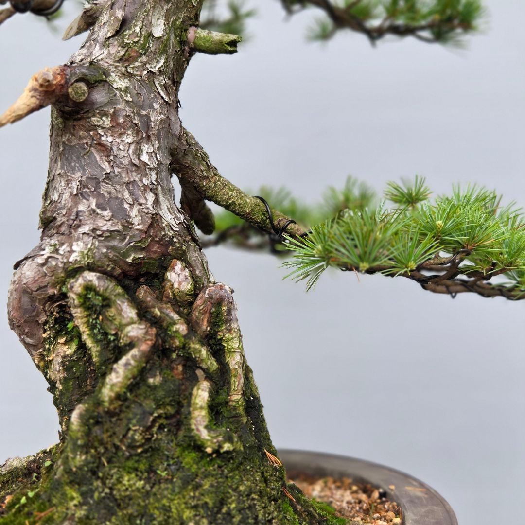 五葉松　[根上がり模様木]　大品盆栽