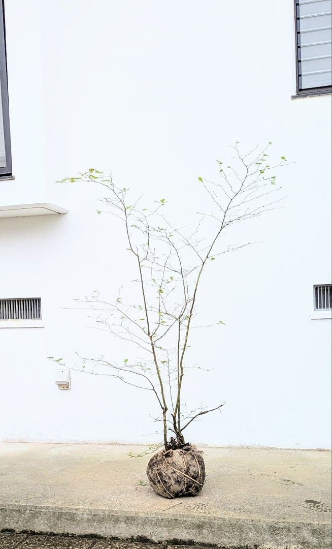 秀。。山採りアオハダ。