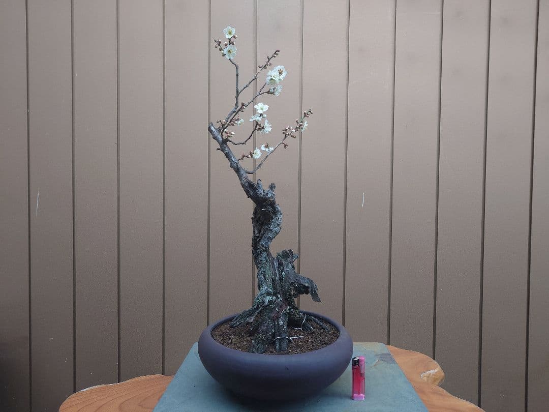 盆栽　野梅　樹高60cm