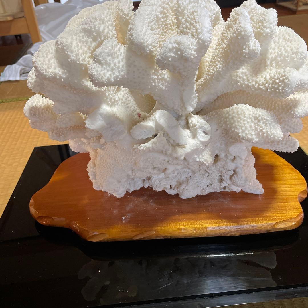 白珊瑚の置き物