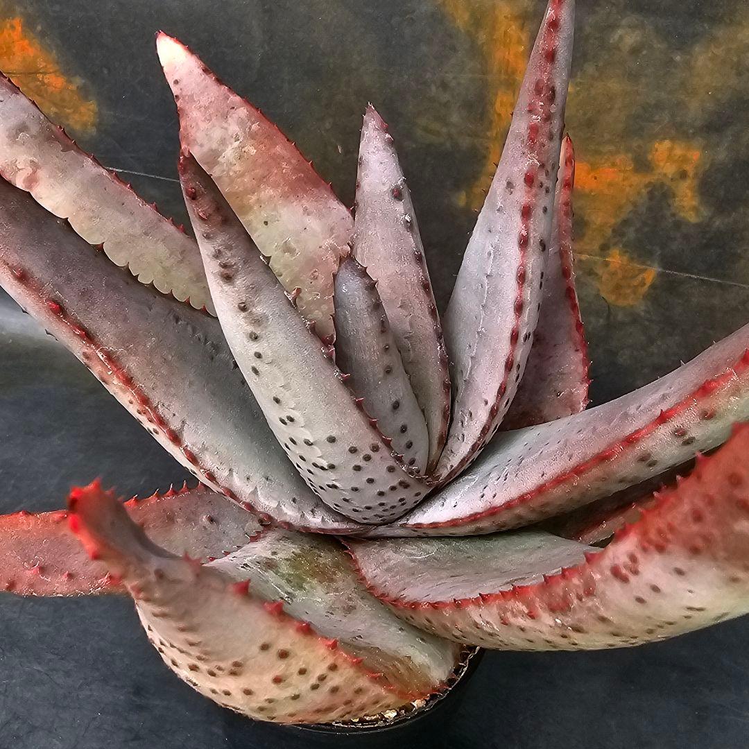 メルカリ便発送☆多肉植物 アロエ 達磨コニフェラ