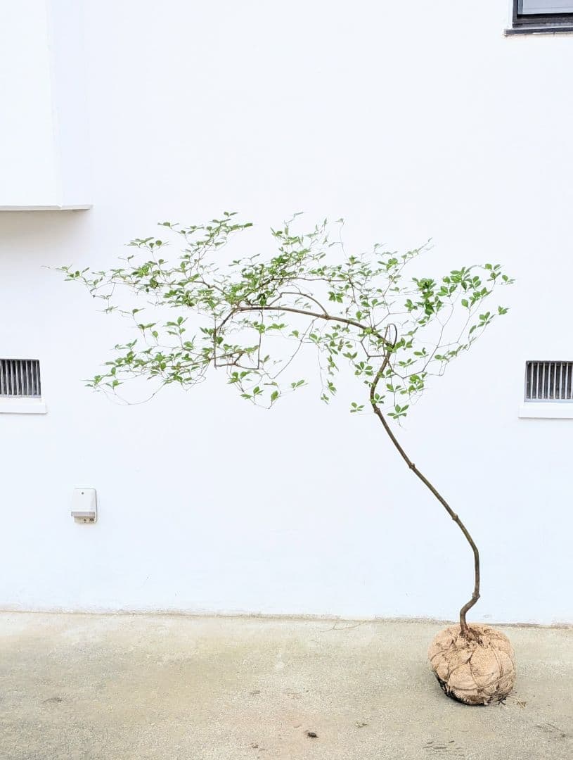 最終値下げ。。。山採りドウダンツツジ。