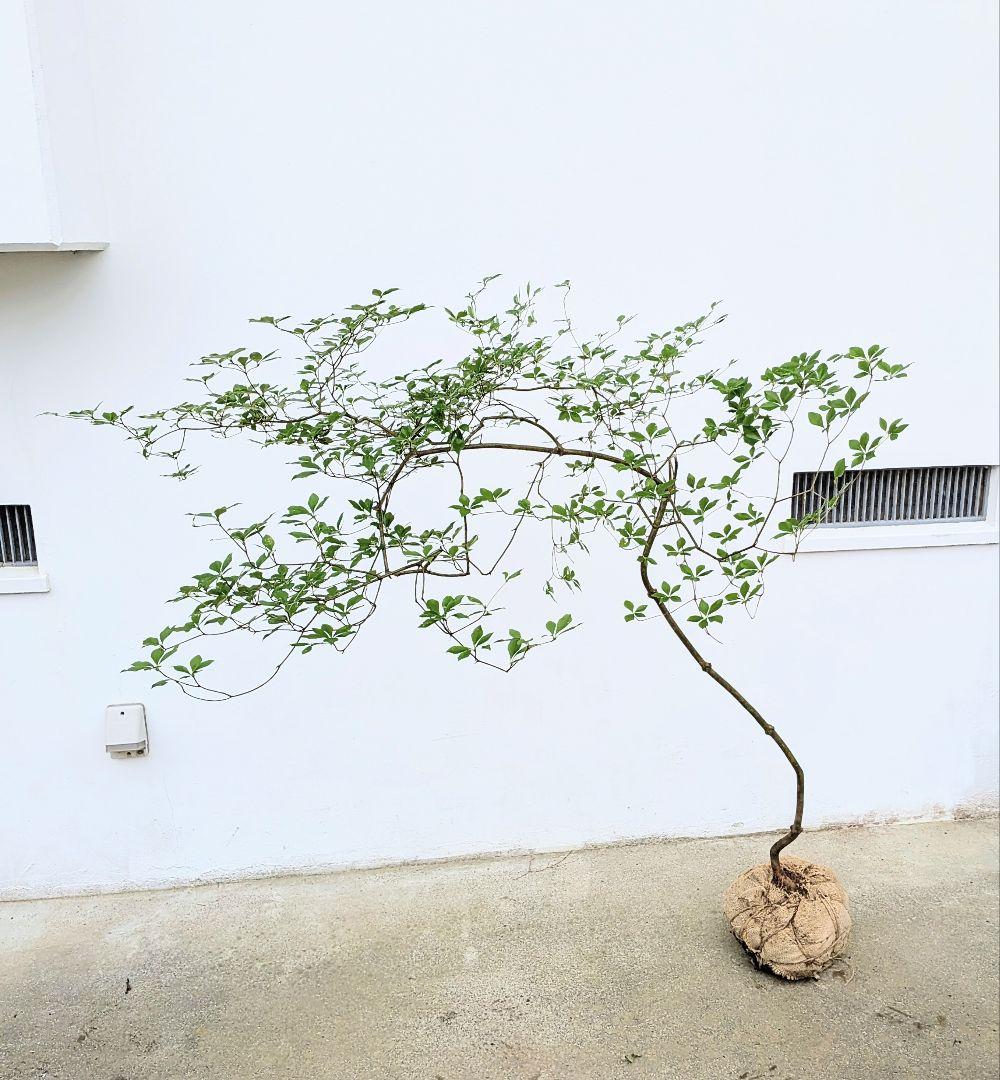 最終値下げ。。。山採りドウダンツツジ。