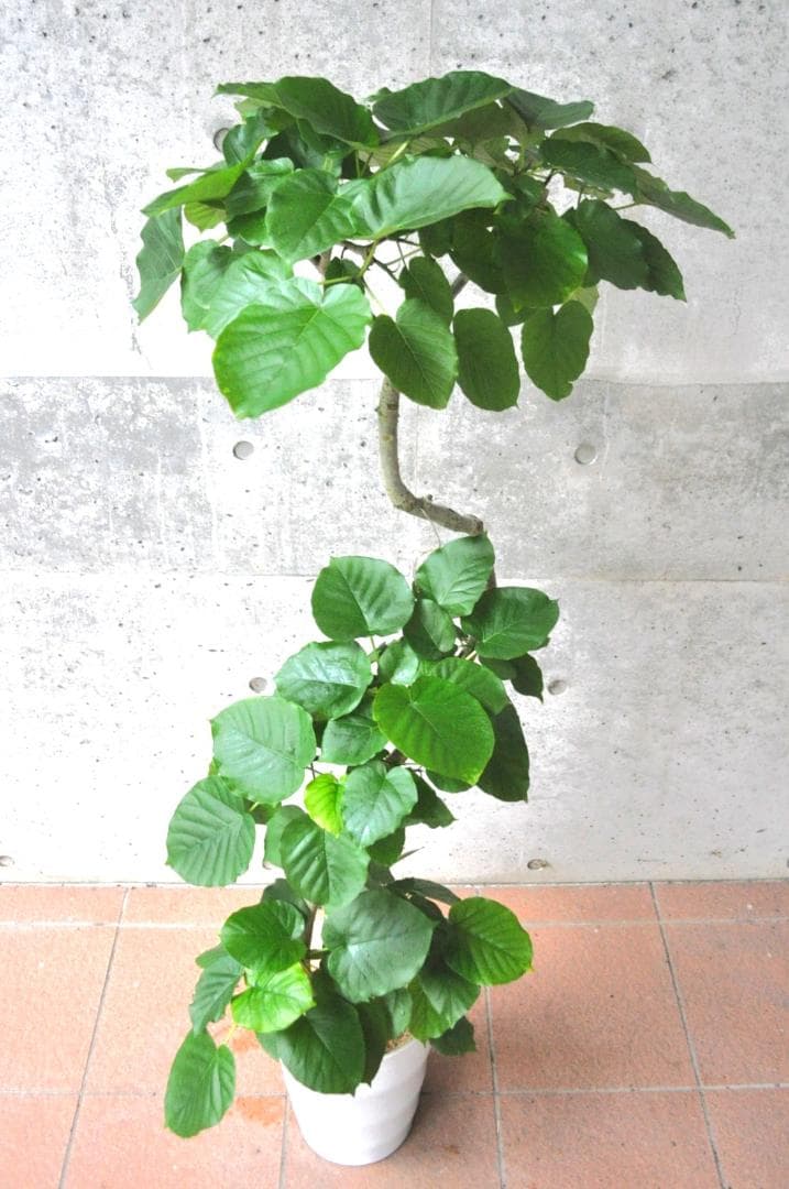 フィカス・ウンベラータ 8号 141cm S-shaped tree form