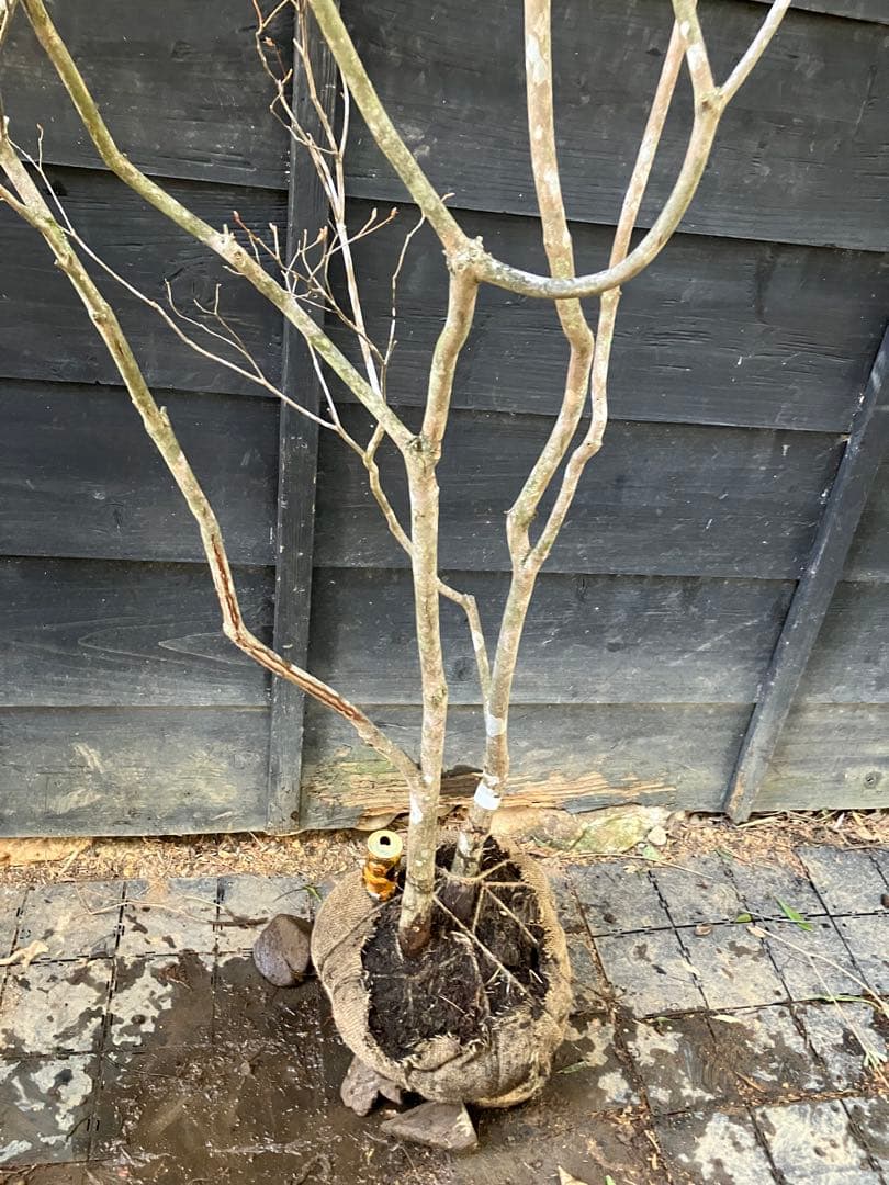 20 山採り　ミツバツツジ