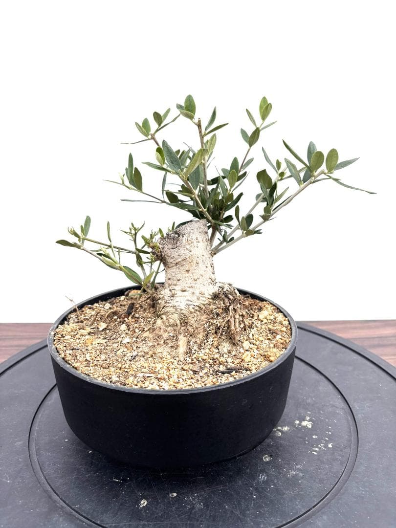オリーブの木　盆栽風　ルッカ　6号　約22cm　NO.789　人気品種　現品掲載
