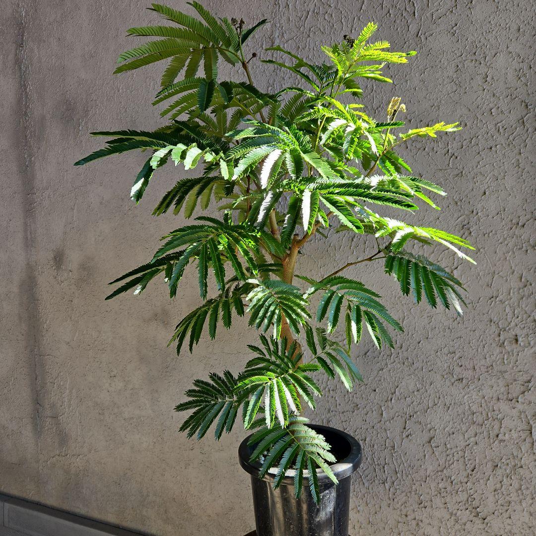 ③　エバーフレッシュ　8号特大苗木最高等級極上品‼️　極太