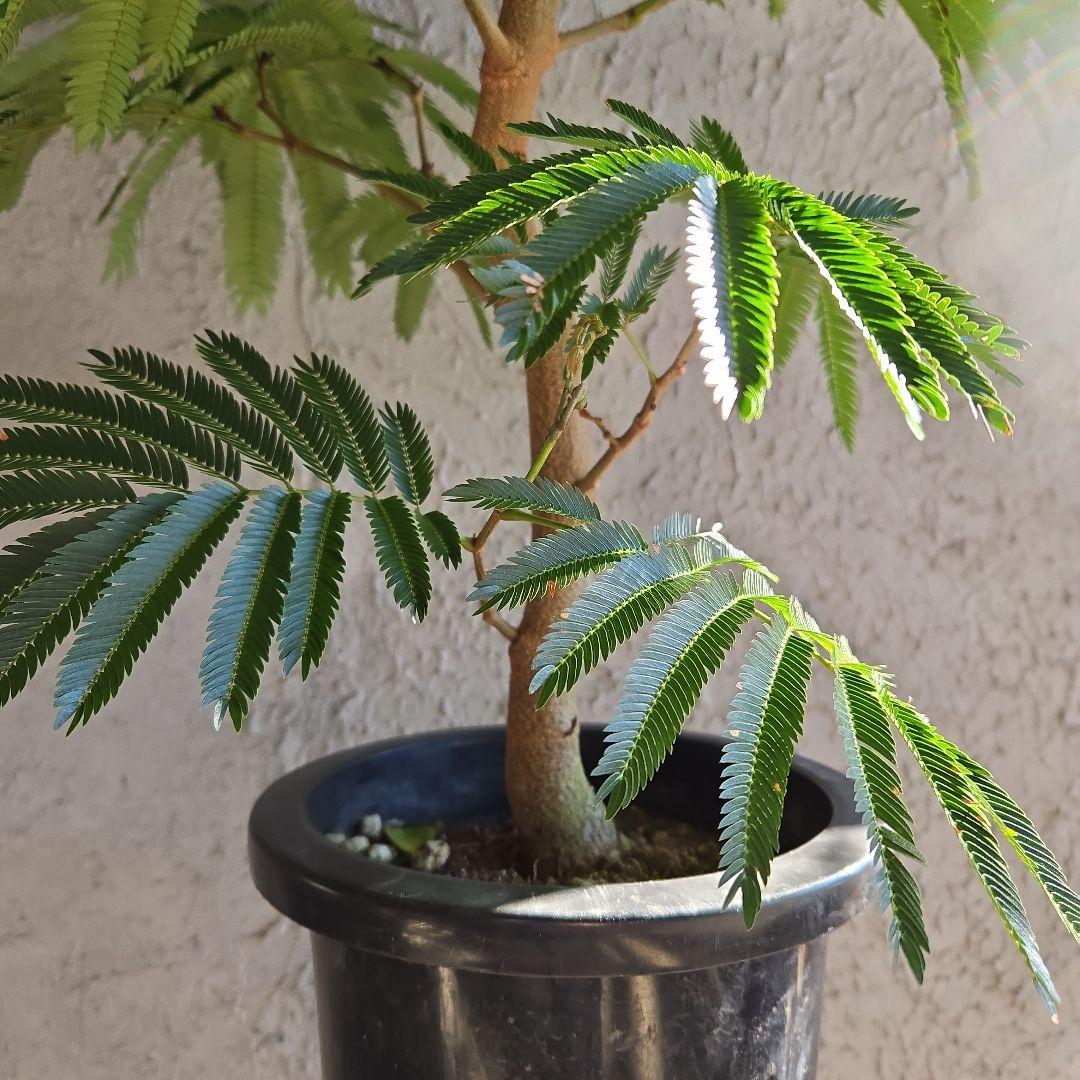 ③　エバーフレッシュ　8号特大苗木最高等級極上品‼️　極太