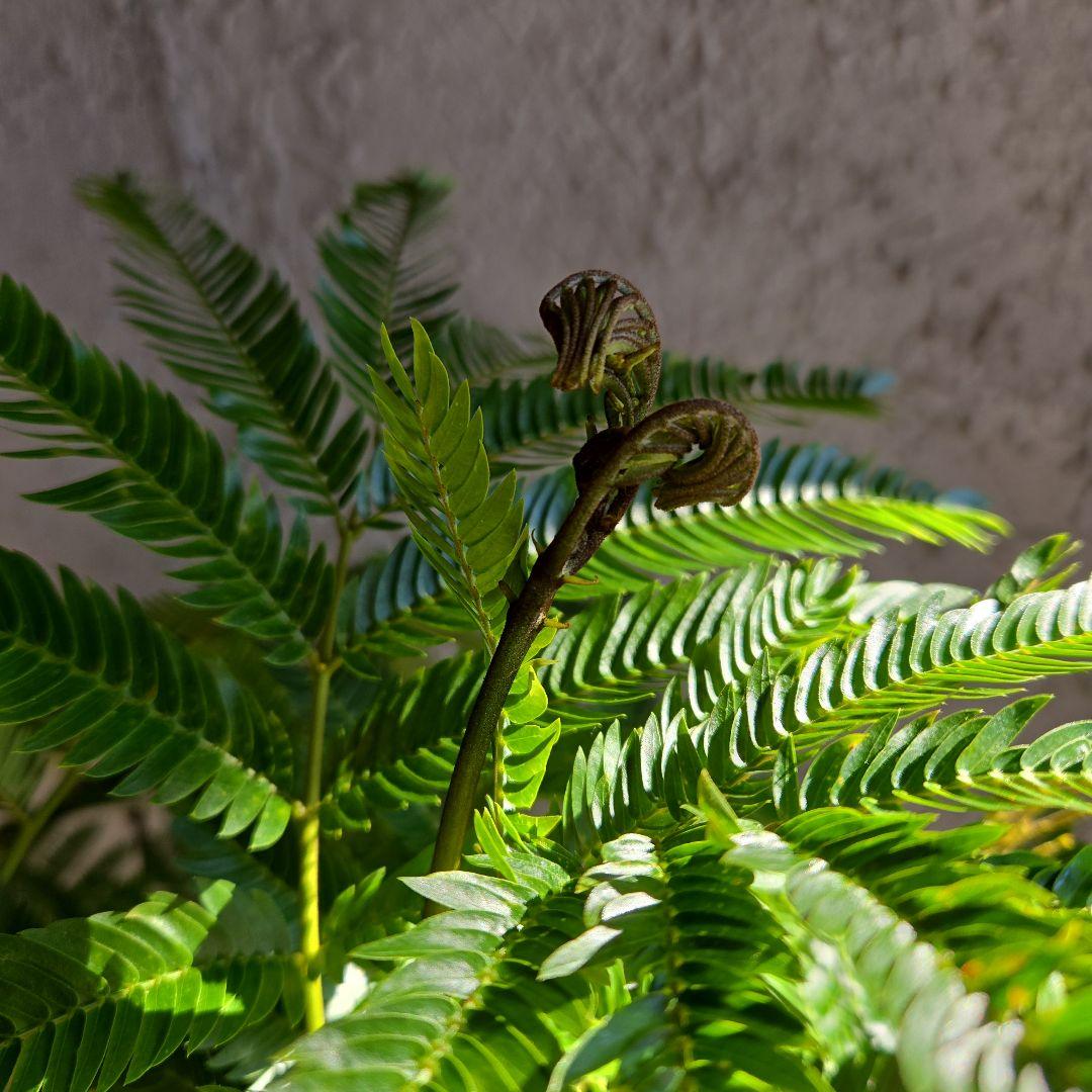 ③　エバーフレッシュ　8号特大苗木最高等級極上品‼️　極太