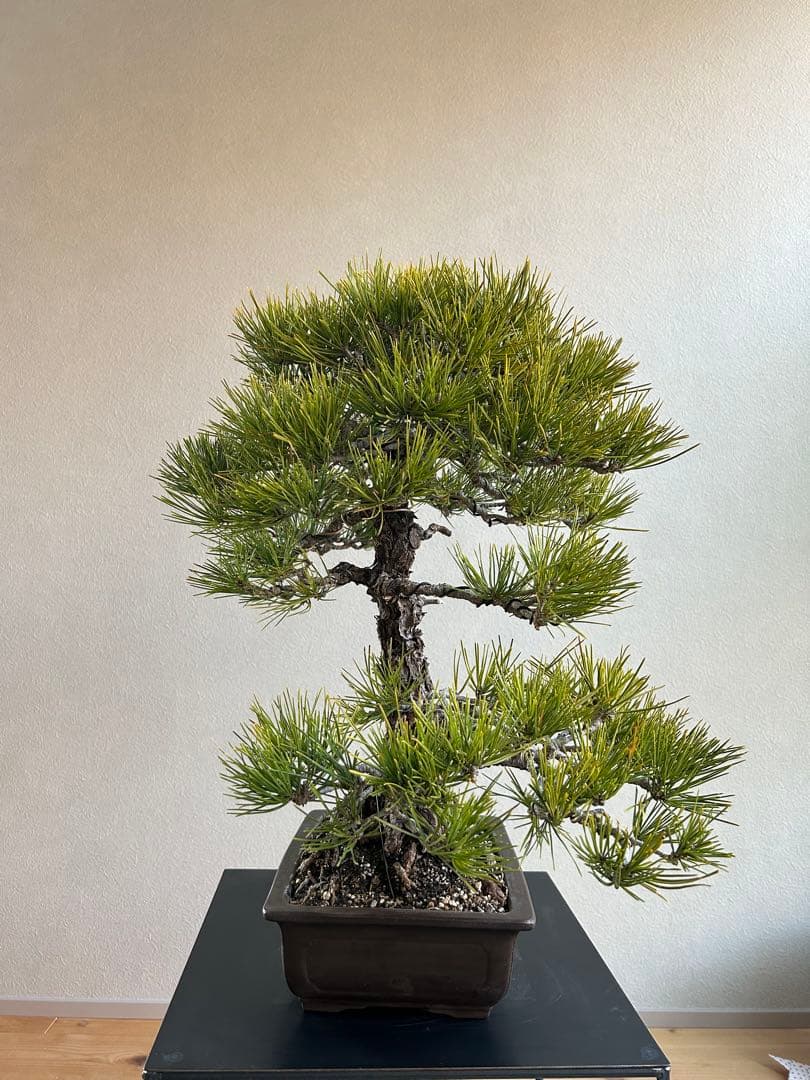 黒松　盆栽　激古　中品　足元20㎝
