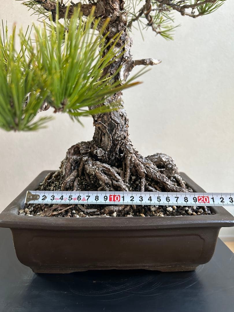 黒松　盆栽　激古　中品　足元20㎝