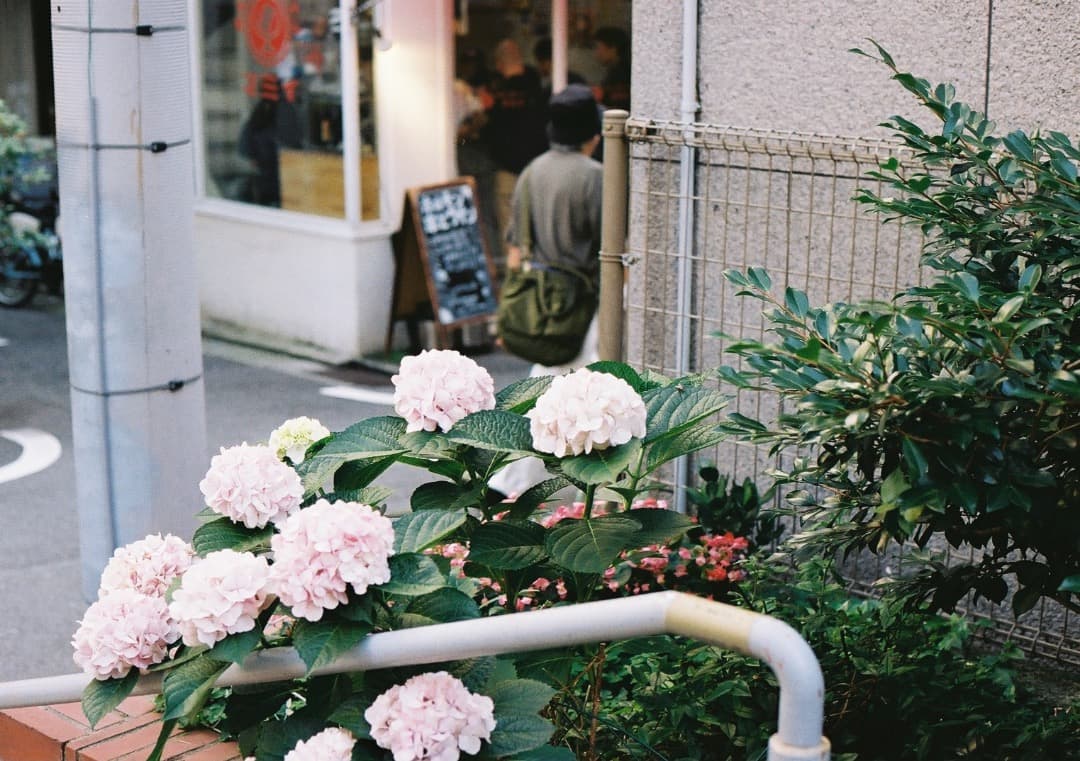 動作品・実写確認済 Canon EOS 5 QD＋EF 50mm f1.8Ⅱ