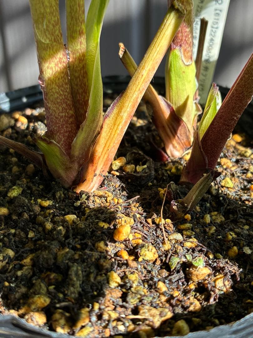 ♡開花中♡クリスマスローズ小輪ホワイト多弁