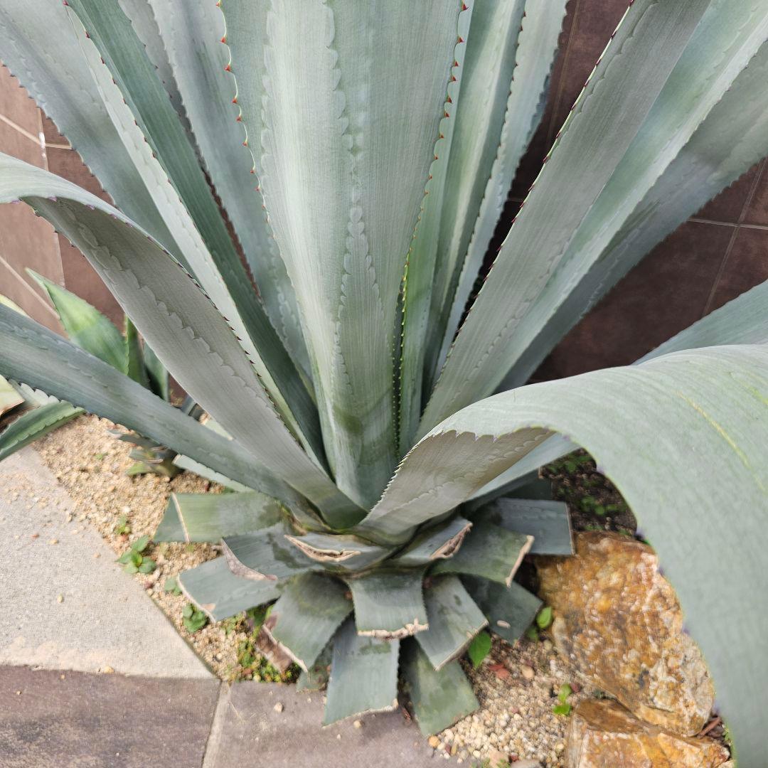【引取限定】大型アガベ　オアハカセンシス　アメリカーナ