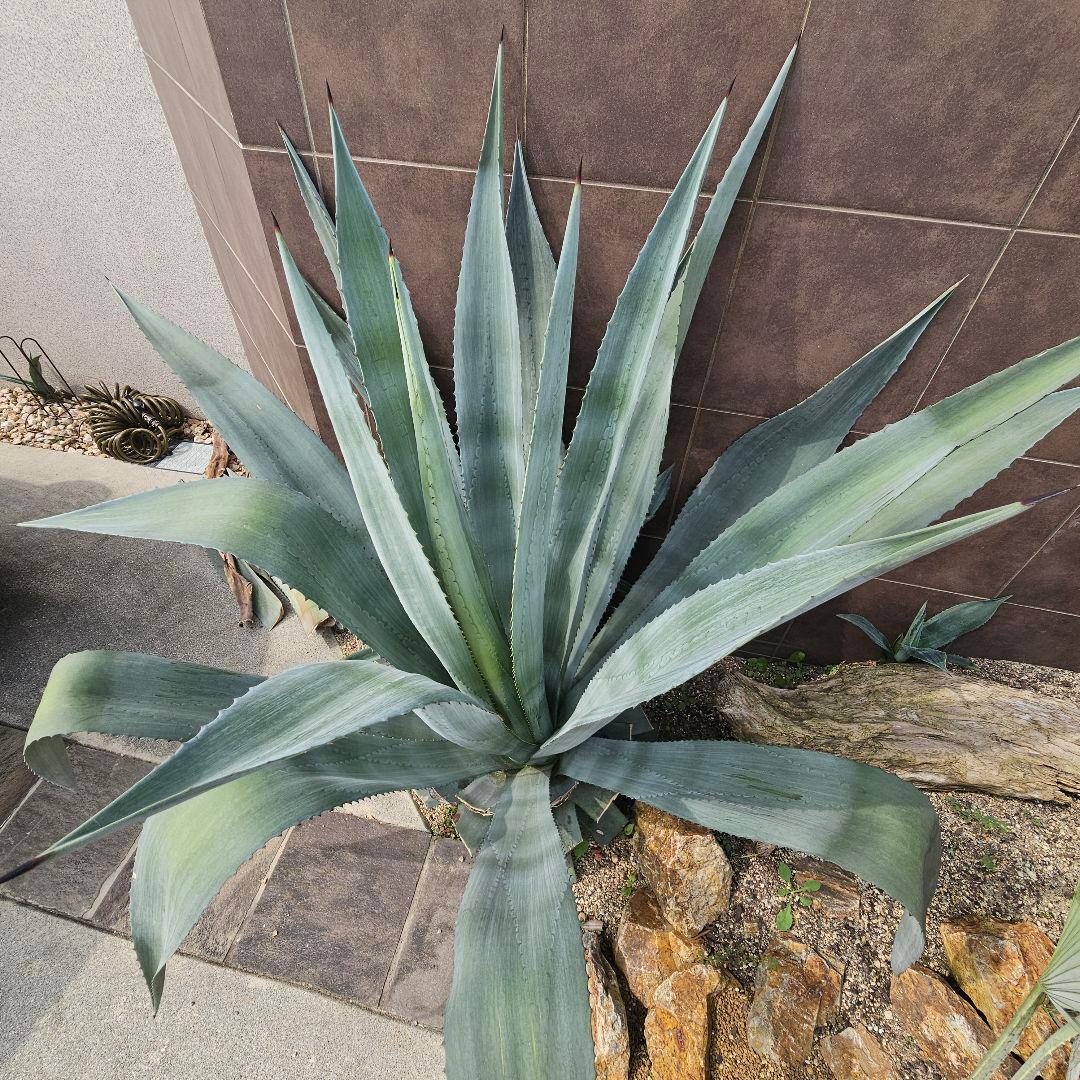 【引取限定】大型アガベ　オアハカセンシス　アメリカーナ
