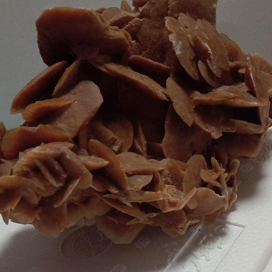 サハラのバラ　サハラ砂漠　化石