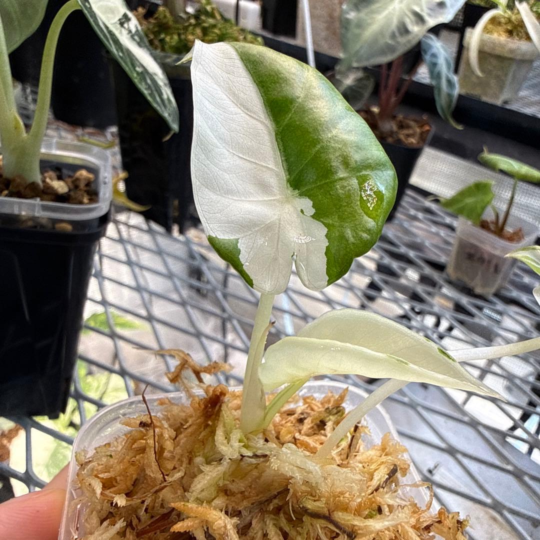 希少 アロカシア リーガルシールド アルボ