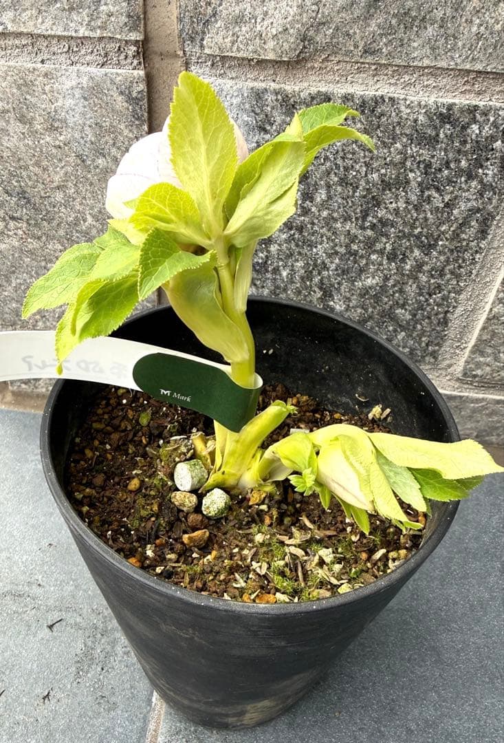 クリスマスローズ　広瀬園芸リバーシブルボカシ系セミダブルオーレア