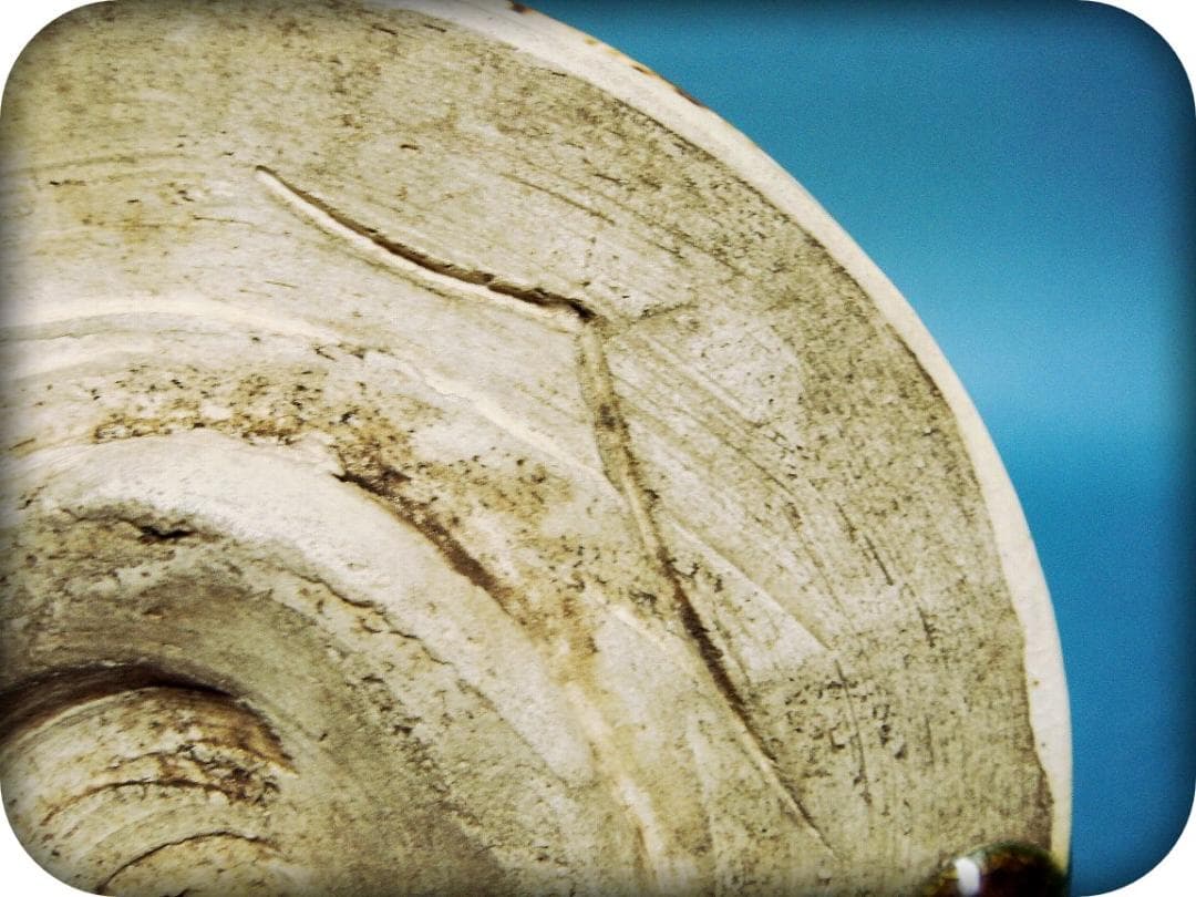 775『織部茶碗 箱付き』九朗　/骨董品 茶道具 古美術 アンティーク