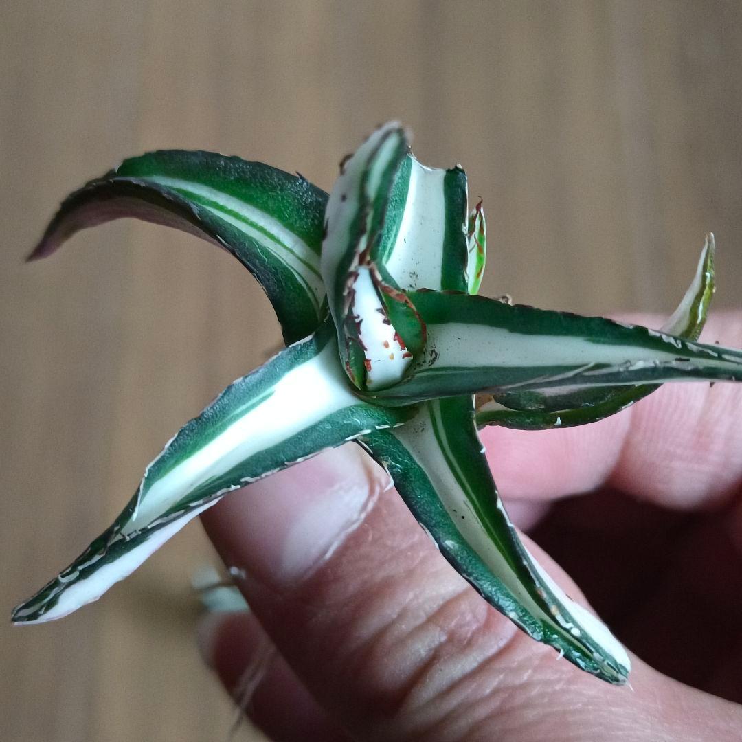 A079 特選 アガベ チタノタ 氷山白中斑 鮮明錦 永久斑 極上3株同梱