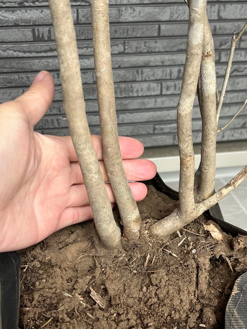 山採り天然　アオダモ　3本株立ち　14