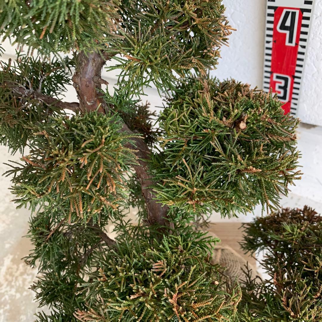 売り尽くし　黄金真柏　約80cm【オウゴンシンパク/盆栽/日本庭園】49