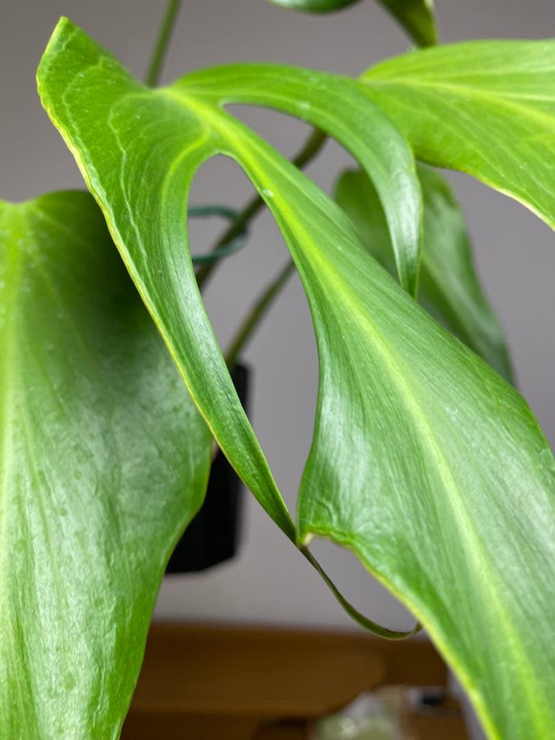 A*I様 【棚整理セール‼️】モンステラ　バールマルクス　希少　レア　人気‼️