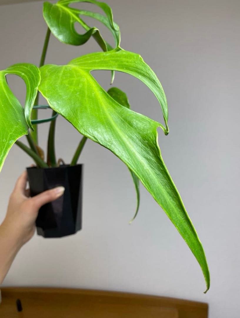 A*I様 【棚整理セール‼️】モンステラ　バールマルクス　希少　レア　人気‼️