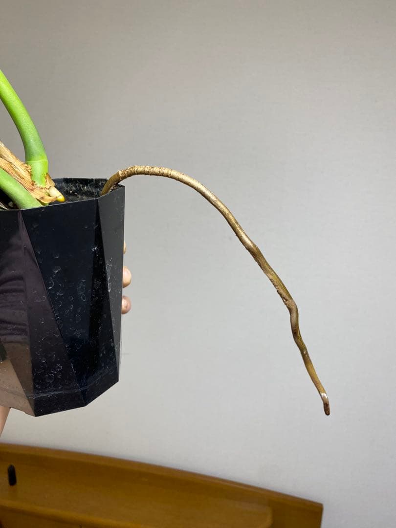 A*I様 【棚整理セール‼️】モンステラ　バールマルクス　希少　レア　人気‼️