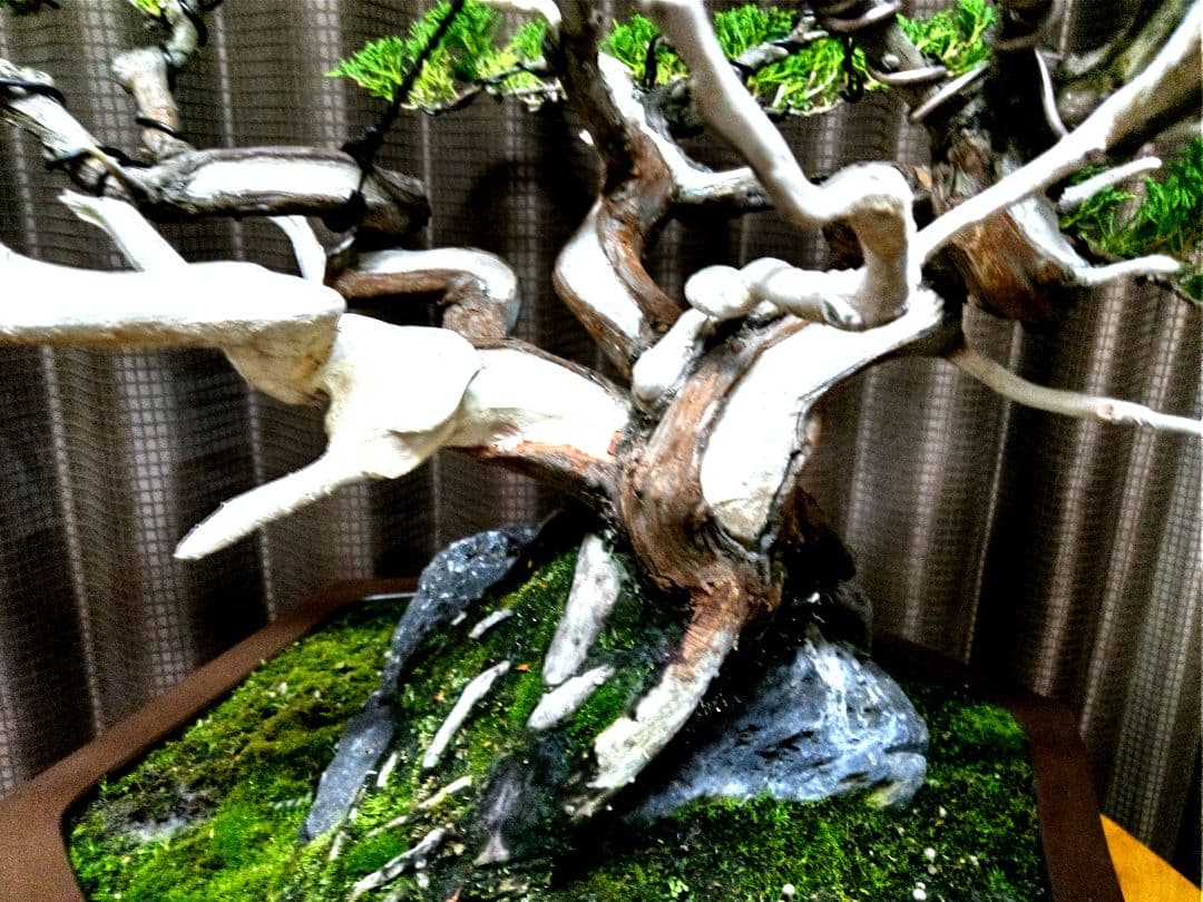 【中品 石付き　真柏盆栽】 　　⭕akave・2023様、専用❗