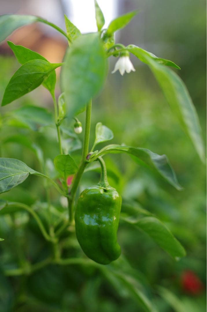 SIGMA Art 35mm F1.4 DG HSM ペンタックス PK 極美品