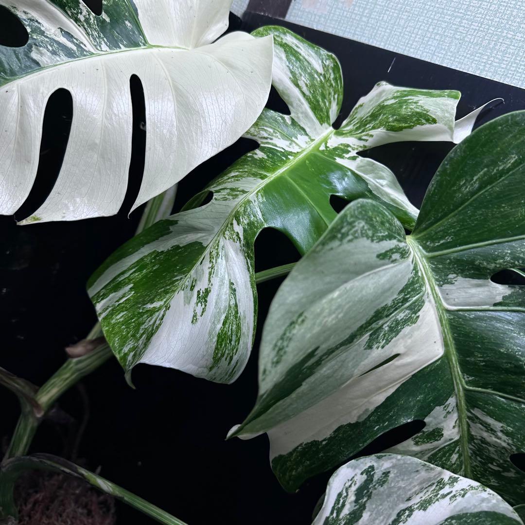 く*。様 斑入りモンステラ ホワイトタイガー極美大株73cm白斑多