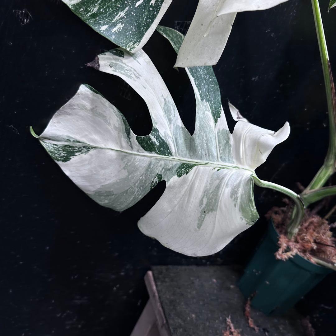 く*。様 斑入りモンステラ ホワイトタイガー極美大株73cm白斑多