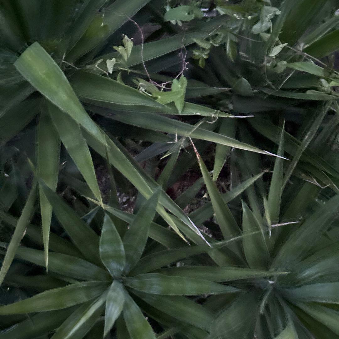 ユッカエレファンティペス-③