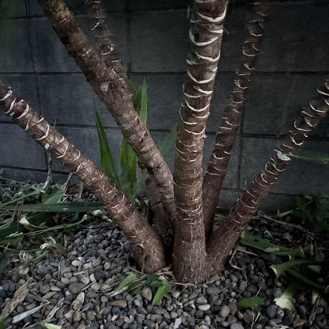 ユッカエレファンティペス-③