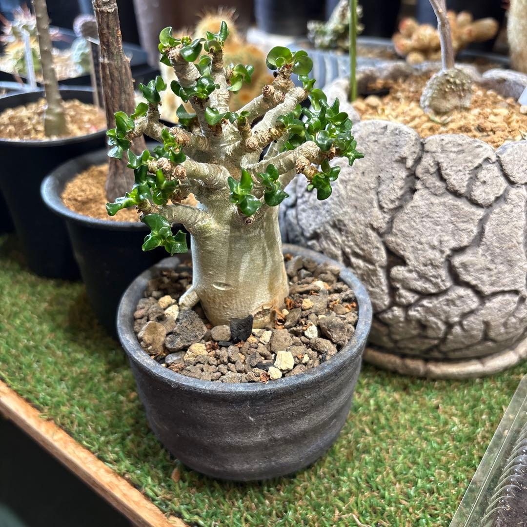 アデニウム　葉巻(獅子葉)