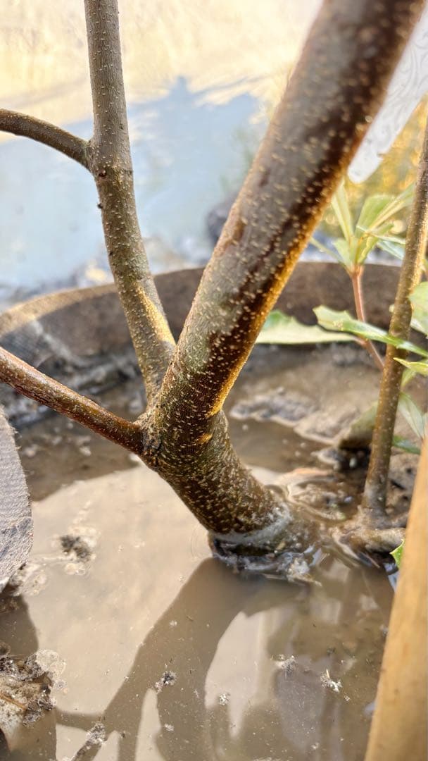 超逸品。バンクシアコースト1.8M(鉢底から)