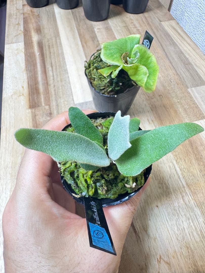 willinckii Fly ドワーフ確定　③ オマケ