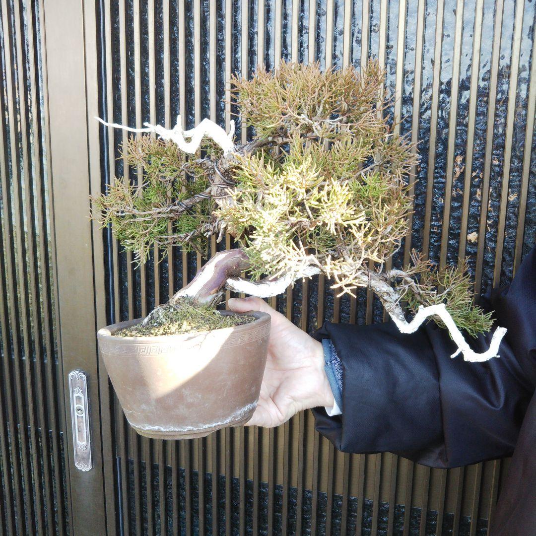 鉢ごと発送 ⭕️ BONSAI 中型 盆栽 鉢 インテリア 送料無料 糸魚川