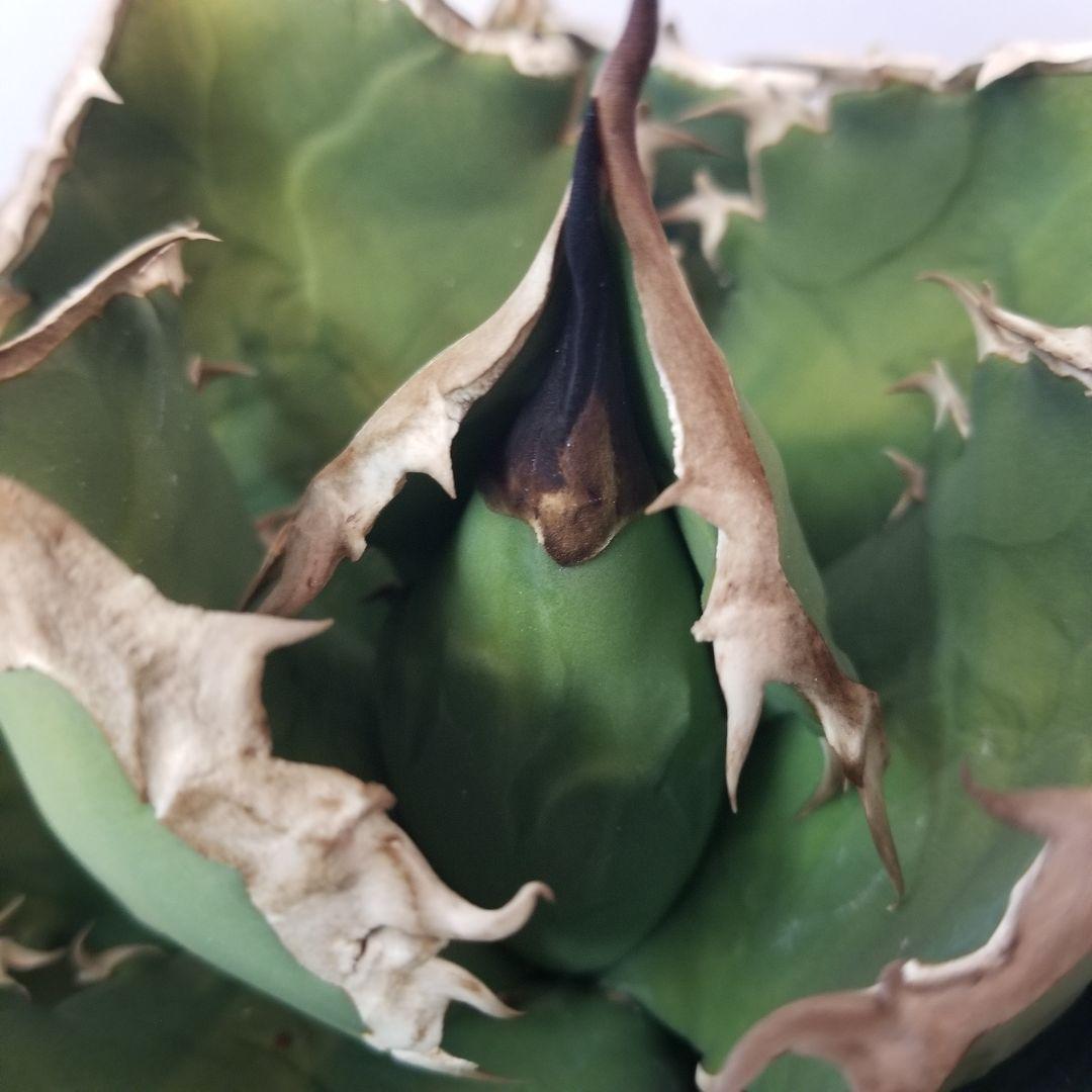 アガベ　チタノタ　オテロイ