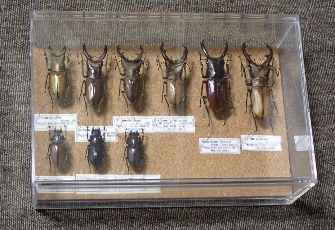 標本　キクロマトス等9頭セット　ブリード品