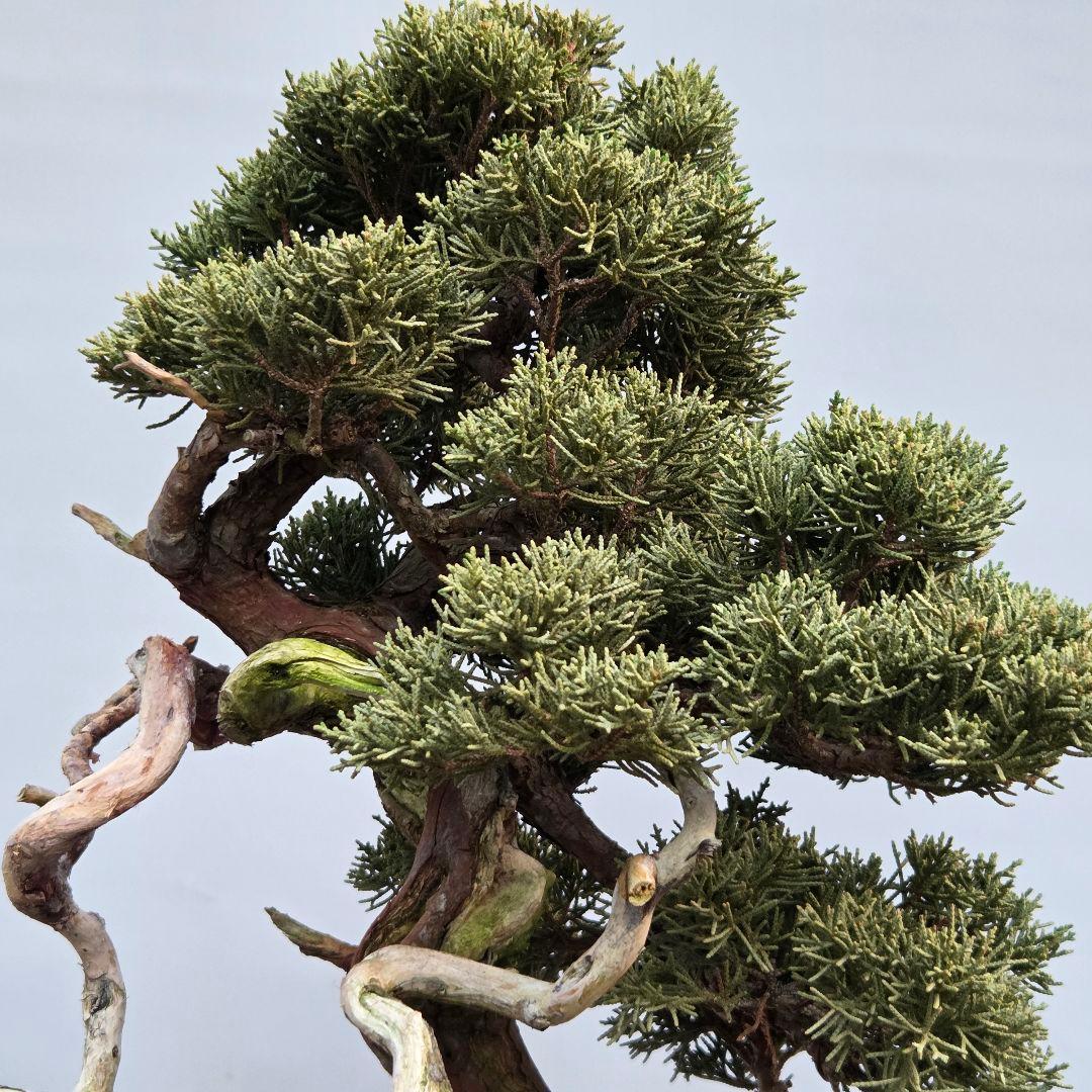 真柏　[山木捻幹模様木]　中品　 山採り