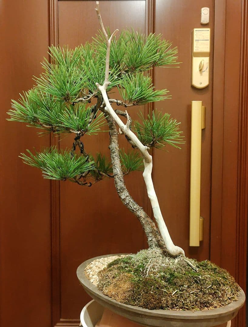 赤松盆栽！