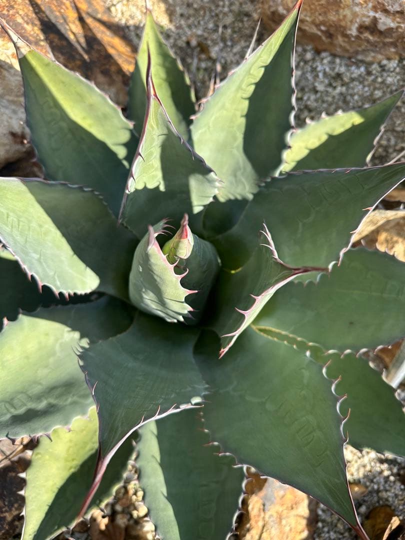 シャウィー　パラサナ　ハイブリッド