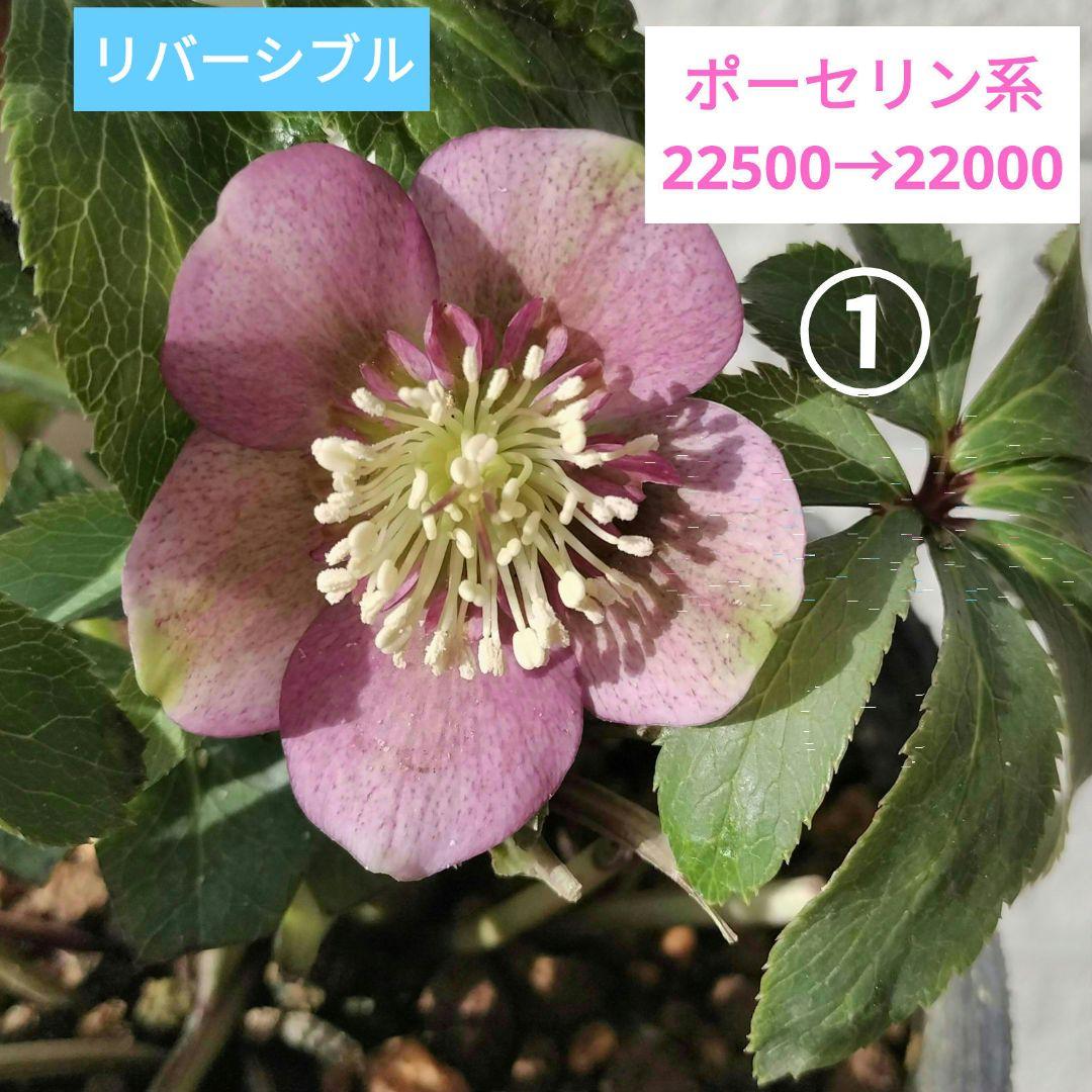 KinaRi様