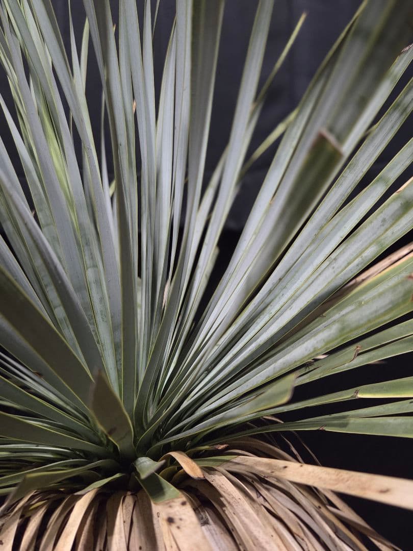 ユッカ ロストラータ (せ) ブルー強め