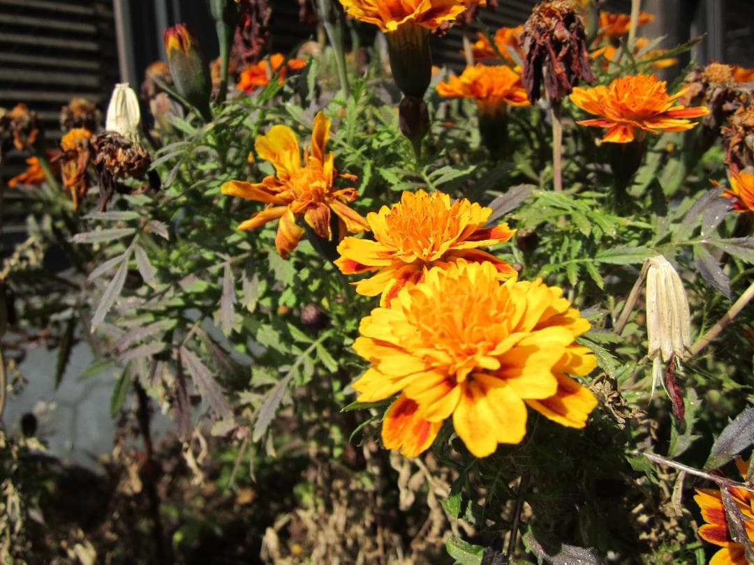 美品★FINEPIX Z300 デジタルカメラ コンデジ 富士フィルム 動作OK