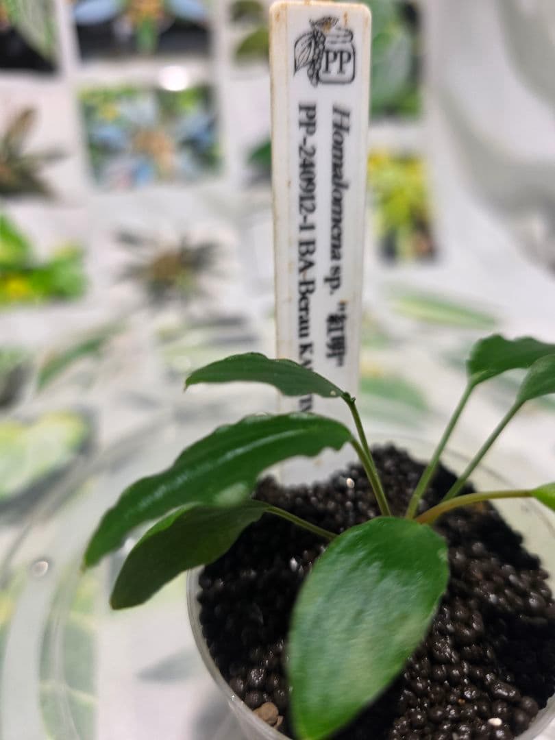 熱帯植物　PP便正規タグ付　ホマロメナsp.\"紅明\"