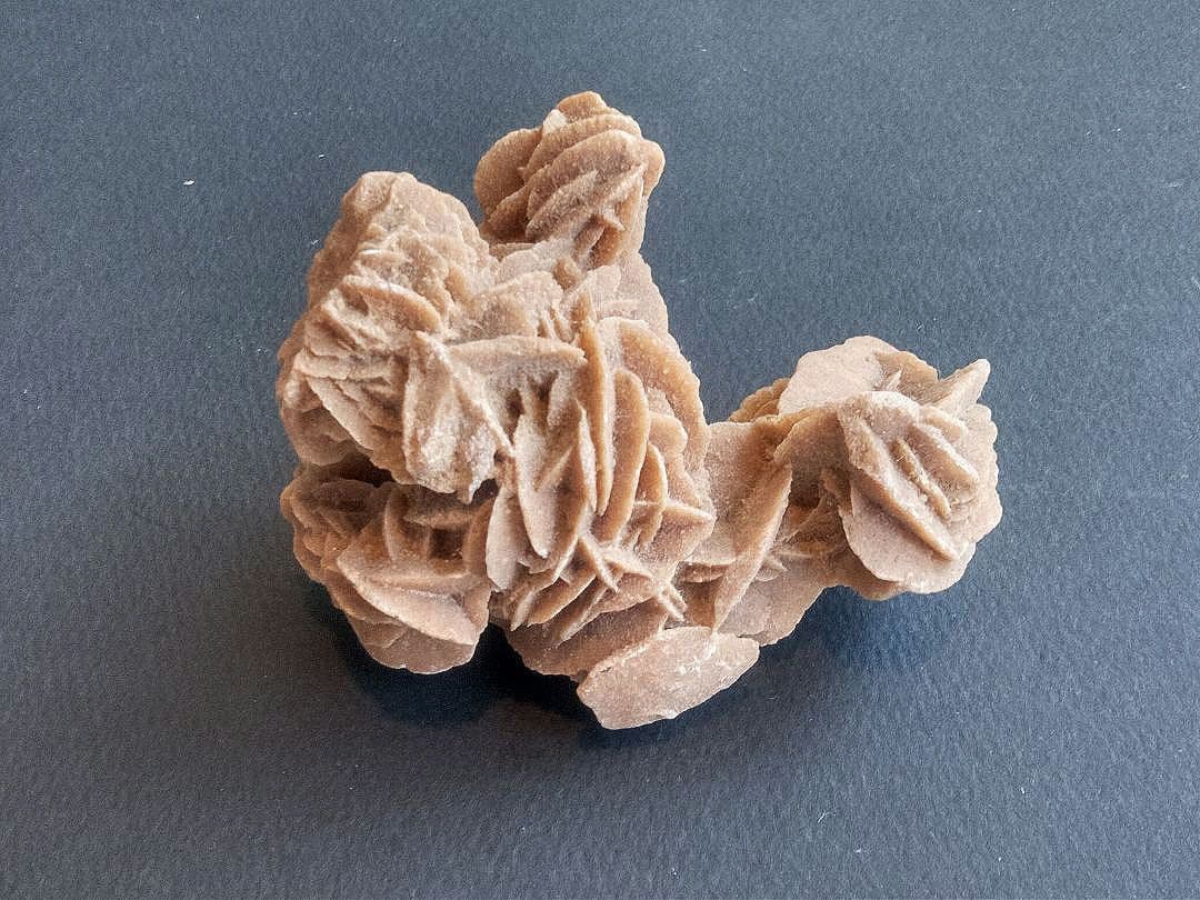 三葉虫他化石